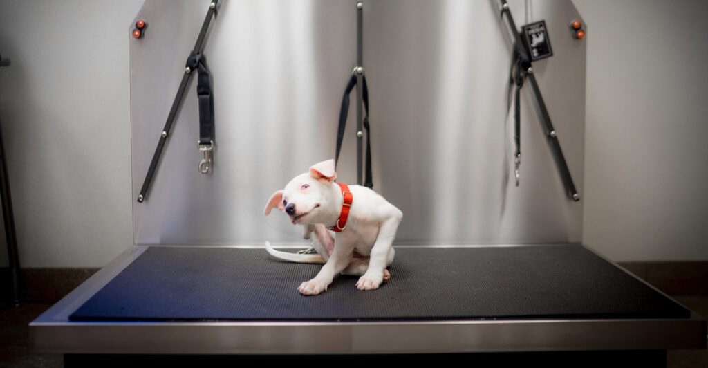 Portland animal hospital construction