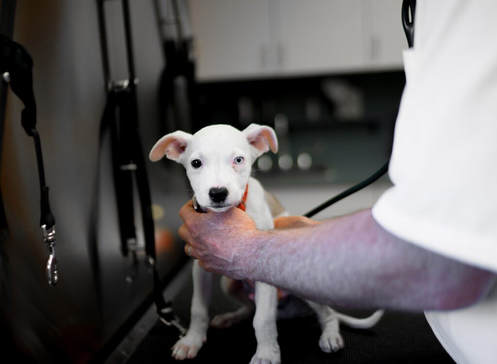 Portland animal hospital construction image 3