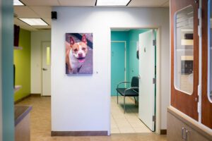 Portland veterinary construction